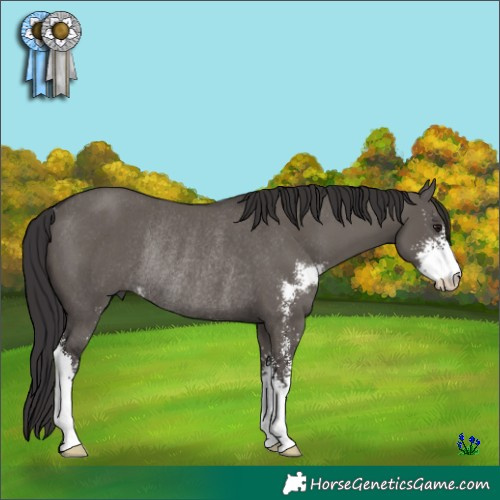 Horse Color:Smoky Grullo Sabino Rabicano