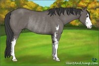 Horse Color:Smoky Grullo Sabino Rabicano 