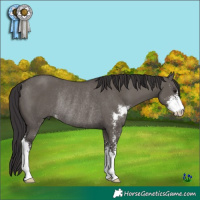 Horse Color:Smoky Grullo Sabino Rabicano 