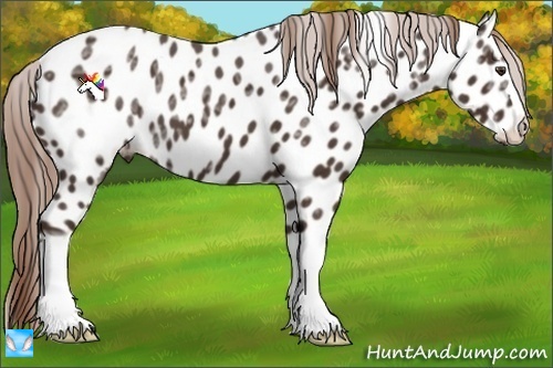 Horse Color:Liver Chestnut Ice Appaloosa 