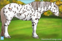 Horse Color:Liver Chestnut Ice Near Leopard 