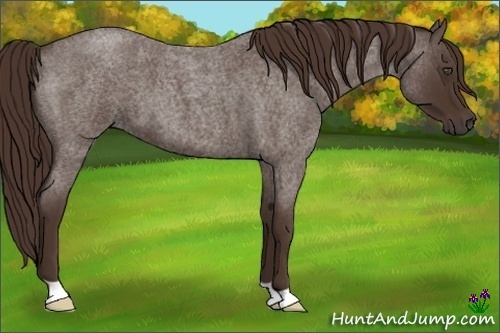 Horse Color:Liver Red Roan Frame 