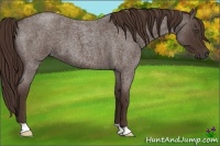 Horse Color:Liver Red Roan Frame