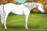 Horse Color:Silver Amber Cream Champagne Chinchilla Pearl Dun Sabino Appaloosa Rabicano 