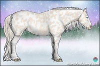 Horse Color:Perlino Appaloosa