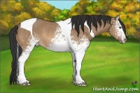 Horse Color:White Spotted Bay Dun Tobiano Rabicano