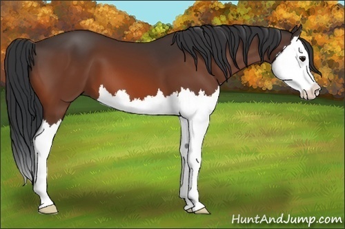 Horse Color:Bay Splash 
