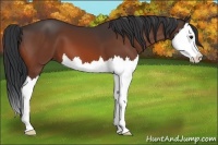 Horse Color:Bay Splash 