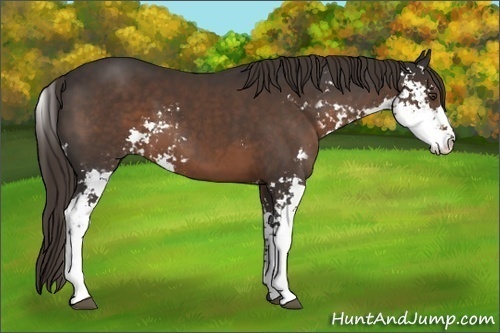 Horse Color:Liver Chestnut Sabino 