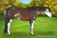Horse Color:Liver Chestnut Sabino 
