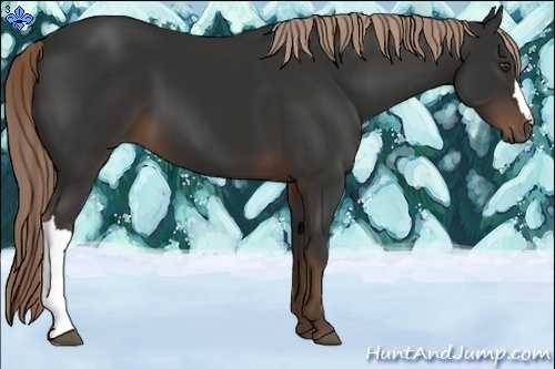 Horse Color:Liver Chestnut 