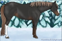 Horse Color:Liver Chestnut 