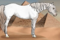 Horse Color:Buckskin Near Fewspot