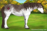 Horse Color:White Spotted Liver Red Roan 