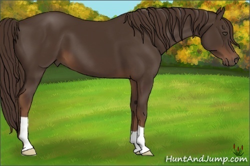 Horse Color:Liver Chestnut Frame 