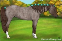 Horse Color:Liver Red Roan 