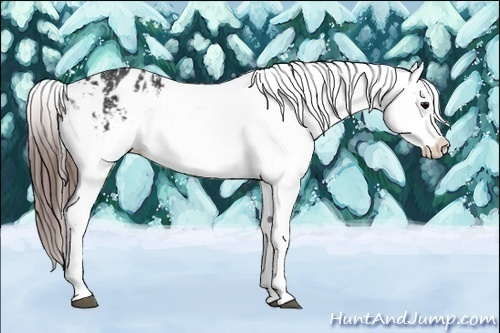 Horse Color:Brown Appaloosa  and Brown Appaloosa 