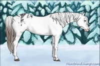 Horse Color:Brown Appaloosa and Brown Appaloosa