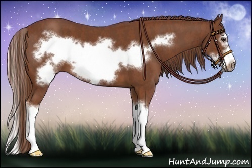 Horse Color:Chestnut Splash Frame Brindle
