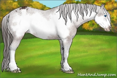 Horse Color:Brown Frame Appaloosa
