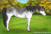 Horse Color:White Spotted Blue Roan 