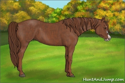 Horse Color:Chestnut Splash Frame Brindle
