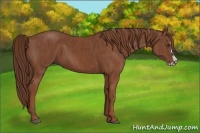 Horse Color:Chestnut Splash Frame  Brindle