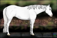 Horse Color:Silver Smoky Grullo Appaloosa 