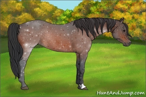 Horse Color:Bay Roan Rabicano 