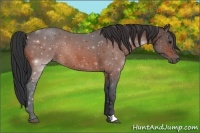 Horse Color:Bay Roan Rabicano