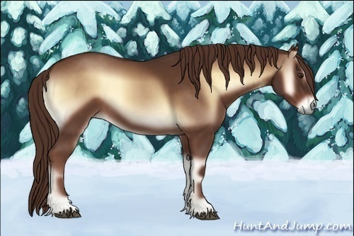 Horse Color:Red Onyx 