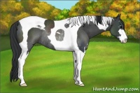 Horse Color:Black Sabino Tobiano Rabicano