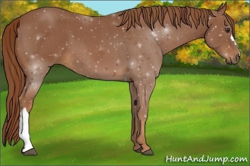 Horse Color:Red Roan 