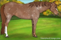 Horse Color:Red Roan