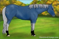 Horse Color:ERROR: UNKNOWN ANOMALY