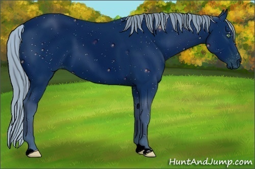Horse Color:ERROR: UNKNOWN ANOMALY