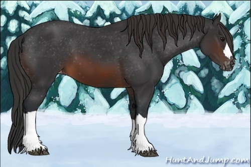 Horse Color:Brown Appaloosa 