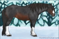 Horse Color:Brown Appaloosa 