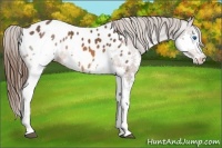 Horse Color:Bay Splash Appaloosa