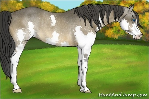 Horse Color:Buckskin Splash Rabicano 