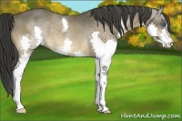 Horse Color:Buckskin Splash Rabicano 