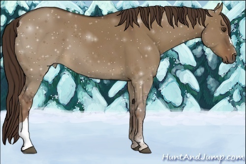 Horse Color:Liver Red Dun 