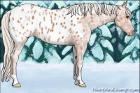 Horse Color:Silver Bay Ice Appaloosa 