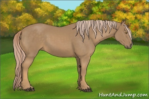 Horse Color:Palomino