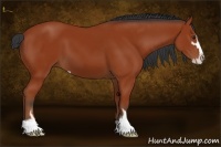 Horse Color:Bay Sabino