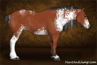 Horse Color:White Spotted Bay 