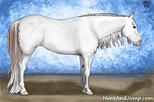 Horse Color:Bay Near Leopard