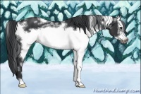 Horse Color:White Spotted Black Frame