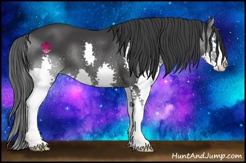 Horse Color:Black Splash