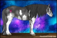 Horse Color:Black Splash